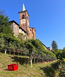 01-vendemmia-vigna-collegiata-castiglione-olona