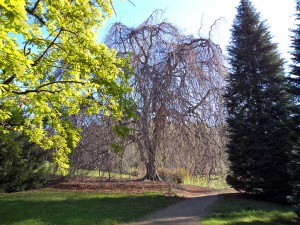 Alberi monumentali a Villa Mylius